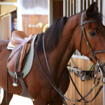 Primary program for horse saddle sales and manufacturing company
