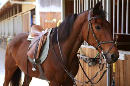 consumer finance program for horse saddles